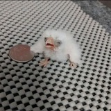 Telegram profile photo for Зона содержания Асёнка