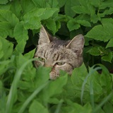 Telegram profile photo for фоточки