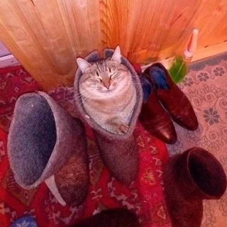 Telegram profile photo for Сральня Тапоста 😚