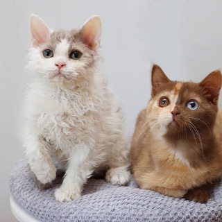 Telegram profile photo for Селкирк- рекс. Кудрявые кошки. Питомник Allada Cat
