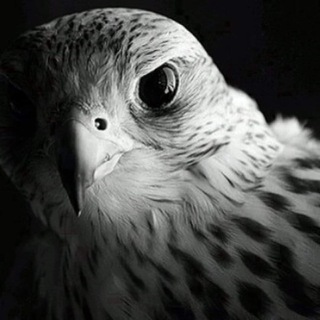 Telegram profile photo for قناص المدينة - مدينة الصدر