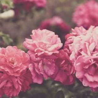Telegram profile photo for قناة حديقة الدعوة
