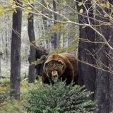 Telegram profile photo for 😊Охота Рыбалка Оружие😊