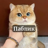 Telegram profile photo for ЭТО МОЙ ПАБЛИК