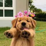 Telegram profile photo for BUDDY CTO PORTAL