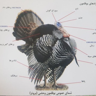 Telegram profile photo for مرجع تخصصی دام و طیور