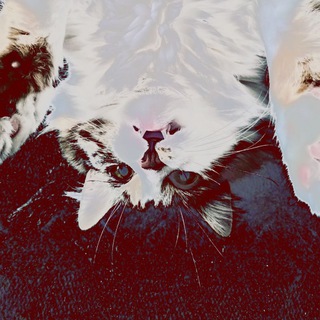 Telegram profile photo for Distorted meow