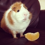 Telegram profile photo for bолт рыба