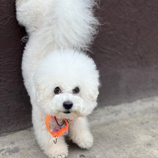 Telegram profile photo for a life-long path
