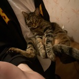Telegram profile photo for кот мага не эвридей щит