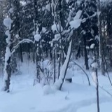 Telegram profile photo for Rhythm
