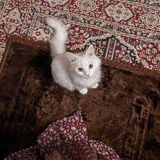Telegram profile photo for ﴿ لآ تَحْزَن إِنَّاللَّهَ مَعَنَا ﴾.