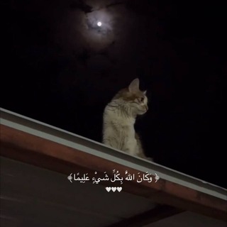 Telegram profile photo for أجر M¹¹