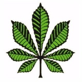 Telegram profile photo for Красень Κиїв