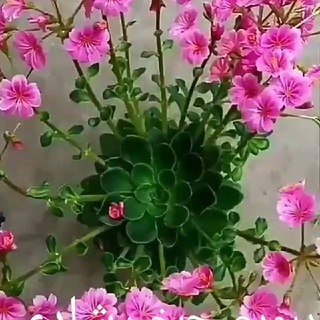 Telegram profile photo for 🌵دنیــــای کاکتـــوس🌵