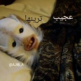 Telegram profile photo for عجیب اما واقعی
