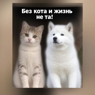 Telegram profile photo for 📢 Без кота и жизнь не та 🐾