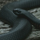 Telegram profile photo for ♠️Black🎱snake♣️