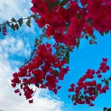Telegram profile photo for قطوف إسلامية 🌹