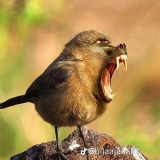 Telegram profile photo for DEDE GEMBEL