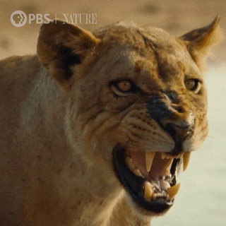 Telegram profile photo for Lioness News