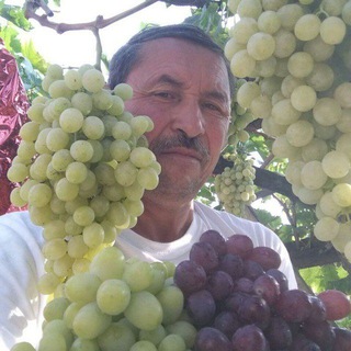 Telegram profile photo for 🍇УЗУМЧИЛИК🍇ва 🍎 БОГДОРЧИЛИКНИ🍐 УРТА ОСИЁДА ривожлантириш.