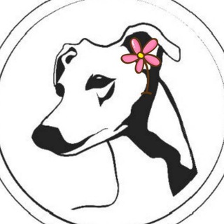 Telegram profile photo for Denwer Kennels Pro Уиппет🐾/ Денвер Кэннэлс Про Уиппет🐾