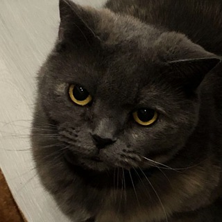 Telegram profile photo for yankinks's diary