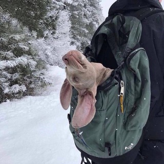 Telegram profile photo for Your doggy dog🐕