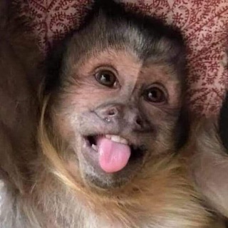 Telegram profile photo for Monkey🐵GIF