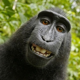 Telegram group profile photo for Чат обезьянок