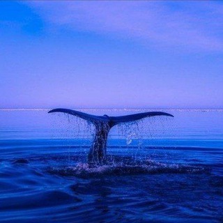 Telegram profile photo for 🌿Seelenheilung✨️SEI im Einklang mit dem Universum ️🦅Schwinge hoch in Liebe ♥️ in Frieden🕊 im Herzen💖 zu allen Lebewesen🌎🐾