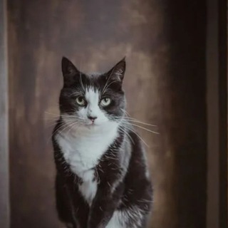 Telegram profile photo for Записки книжного кота
