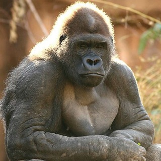Telegram profile photo for π¦ Idiot Apes United π¦