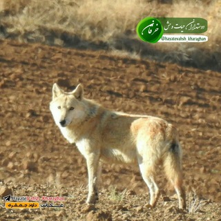 Telegram profile photo for دوستداران حیات وحش خرقان