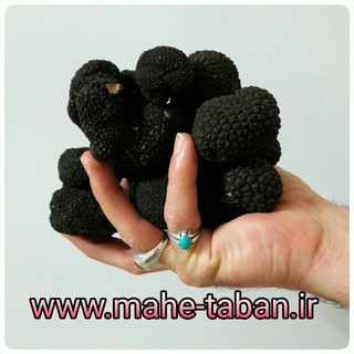 Telegram profile photo for قارچ و دنبلان Truffle
