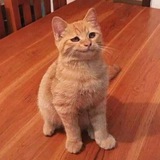 Telegram profile photo for Это точно смешно