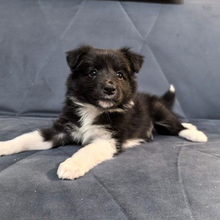 Telegram profile photo for Есико Бордер колли