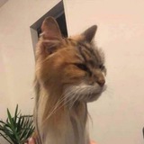 Telegram profile photo for Hlupa snapped more crap