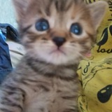 Telegram profile photo for Скотобаза VXSTLV