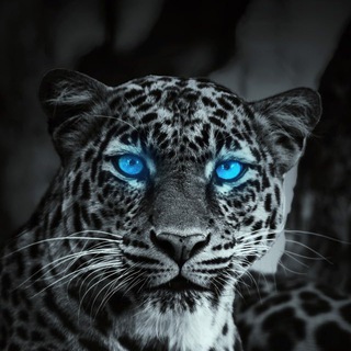 Telegram profile photo for Wallpapers HD