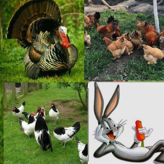 Telegram profile photo for QASHQADARYO TOVUQ🐔 QUYON 🐇 KO‘RKA🦃 BOZORI