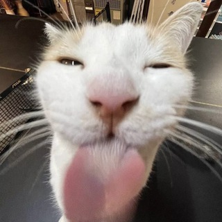 Telegram profile photo for silly feed
