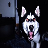 Telegram profile photo for qloudd