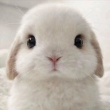Telegram profile photo for Kousasgi. ꫂ ၴႅၴ
