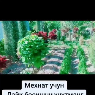 Telegram profile photo for МЕВАЛИ ВА МАНЗАРАЛИ ДАРАХТЛАР