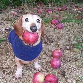 Telegram profile photo for Apple portal