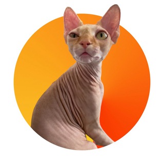 Telegram profile photo for Princess Leia&Pepper