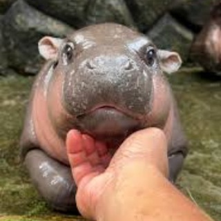 Telegram profile photo for MOO DENG