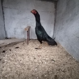Telegram profile photo for Паррандачилик